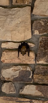 A bat hangs from a stone wall